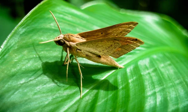 Primer Plano Naturaleza Polilla Marrón Posando Sobre Las Hojas Verdes —  Fotos de Stock