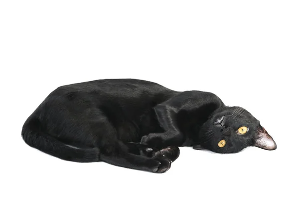 Gato Preto Dormindo Ação Olhando Para Câmera Com Foco Seletivo — Fotografia de Stock