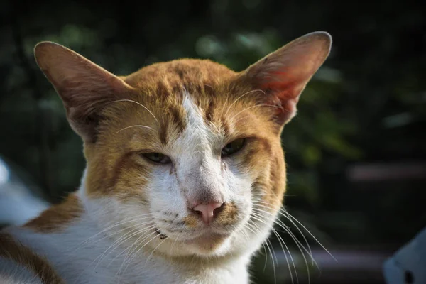 黄白相间的流浪猫寻找猎物后的相机 — 图库照片