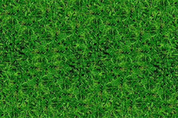 Gros Plan Sur Green Grass Concept Texture Naturelle Pour Votre — Photo