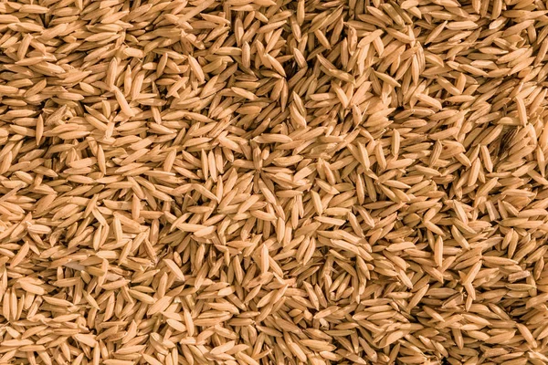 Close Paddy Rice Texture Background — Stock Photo, Image
