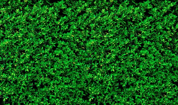 Yeşil yapraklı duvar arkaplanı, doğal duvar dokusu kavramı.
