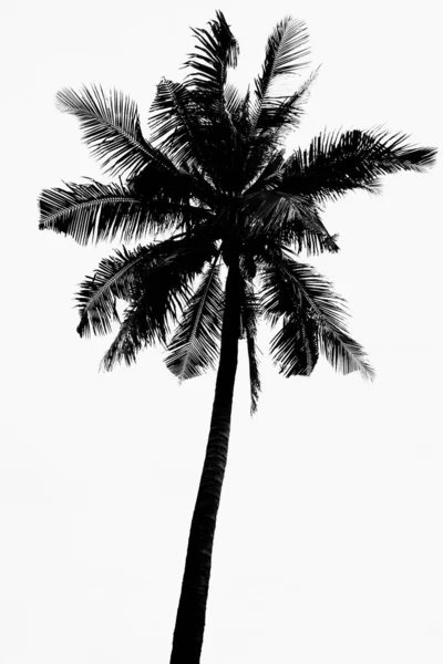 Beyaz arkaplanda hindistan cevizi ağacı silueti siyahı