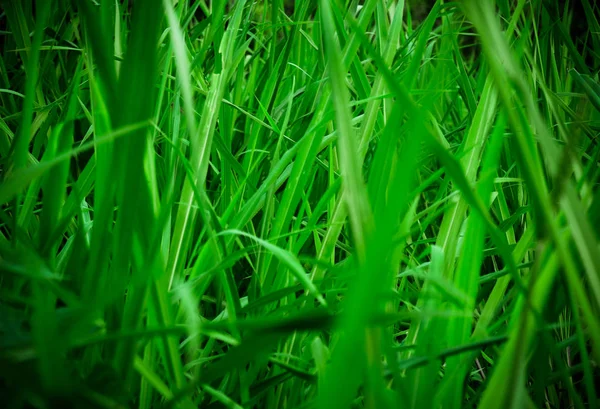 Zielone Liście Trawy Cieniu Ciemności Wybiórcze Skupienie Natura Tle — Zdjęcie stockowe