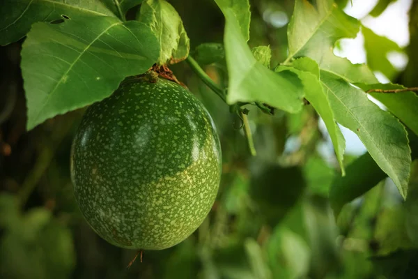 Ağaç dalında taze yeşil tutku meyvesi ve yapraklar, seçici odak, arka plan için doğal konsept.