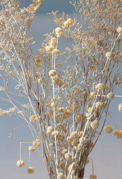 Arkaplan için ev dekorasyonu için kuru dallar