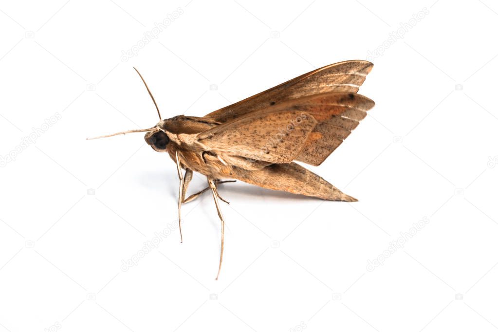 Closeup of the  brown moth , isolated on white background.