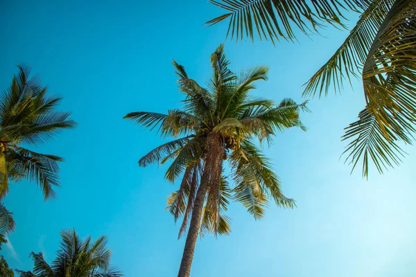 Sahilde mavi gökyüzü arkaplanlı hindistan cevizi ağacı..