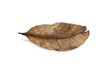 Beyaz arka planda izole edilmiş, gölgeli kurumuş yaprakları kapat.