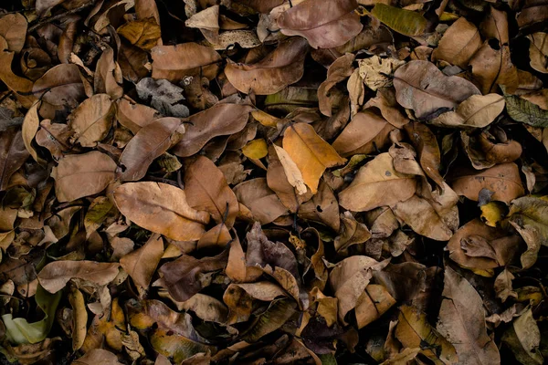 Pile Dry Leaf Springtime Nature Texture Background — Stock Photo, Image