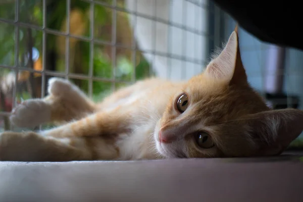 The Ginger cat sleep in the cage and looking to the outside, lazy sleep action