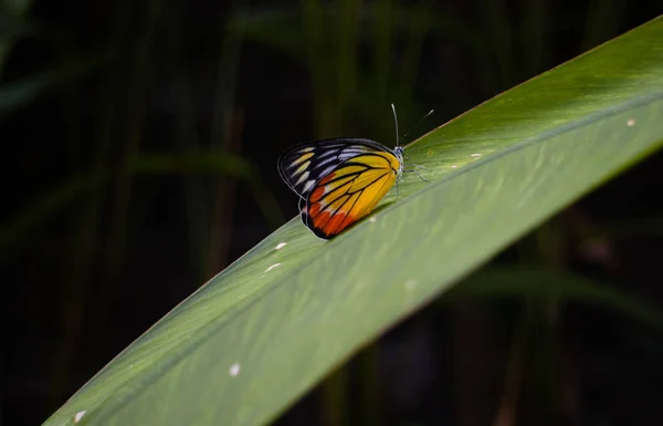 Yeşil yaprağa tüneyen renkli kelebek, karanlık arka plan, vahşi hayvan yaşam konsepti..