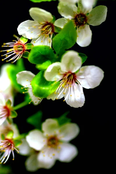 Kwiat Wiśni Lub Sakura Kwiat Czarnym Tle Bokeh — Zdjęcie stockowe