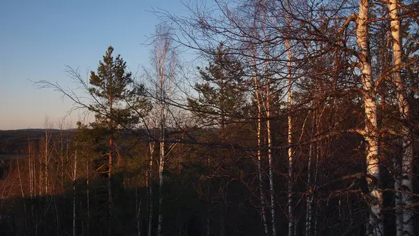 Vinterskog Himos Snöpark Finland — Stockfoto