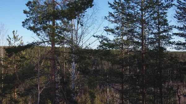 Vinterskog Himos Snöpark Finland — Stockfoto