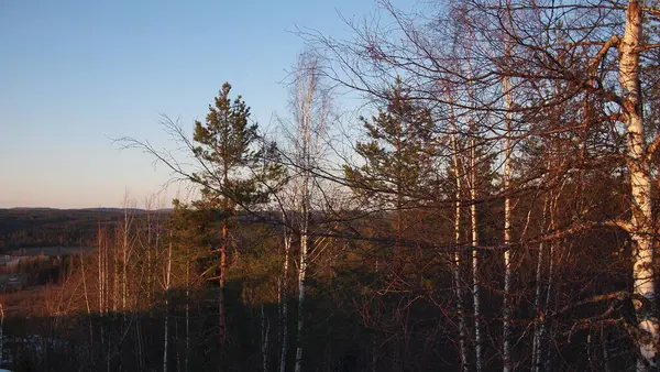 Bosque Invierno Himos Snow Park Finlandia — Foto de Stock