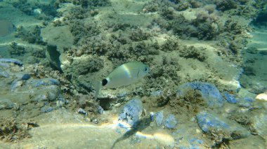 Eyerlenmiş deniz kabuğu (Oblada melanura), Ege Denizi, Yunanistan, Halkidiki