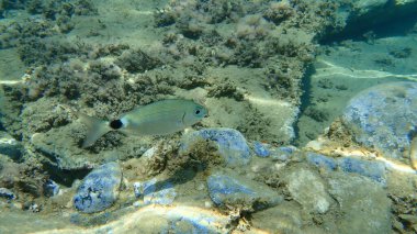 Eyerlenmiş deniz kabuğu (Oblada melanura), Ege Denizi, Yunanistan, Halkidiki