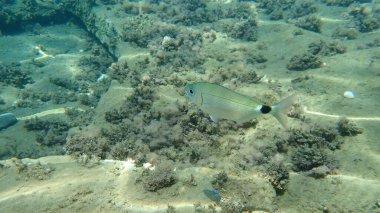 Eyerlenmiş deniz kabuğu (Oblada melanura), Ege Denizi, Yunanistan, Halkidiki