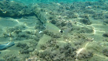 Eyerlenmiş deniz kabuğu (Oblada melanura), Ege Denizi, Yunanistan, Halkidiki