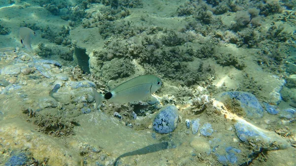 Seabream Sellato Oblada Melanura Mar Egeo Grecia Calcidica — Foto Stock