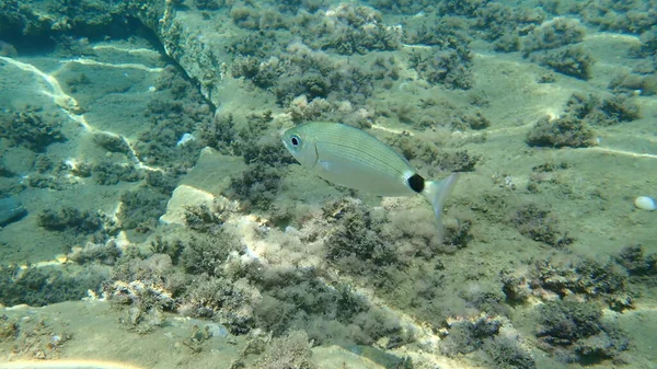 Saddled Seabream Naquada Melanura Aegean Sea Greece Halkidiki — 图库照片