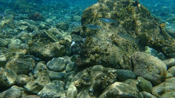 Salmonete Gris Cabeza Plana Mugil Cephalus Mar Egeo Grecia Hydra — Foto de Stock
