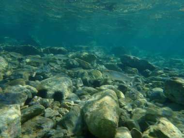 Düz başlı gri kefal (Mugil cephalus), Ege Denizi, Yunanistan, Cape Sounio