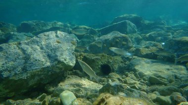 Düz başlı gri kefal (Mugil cephalus), Ege Denizi, Yunanistan, Cape Sounio