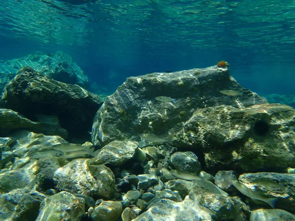 Düz başlı gri kefal (Mugil cephalus), Ege Denizi, Yunanistan, Cape Sounio