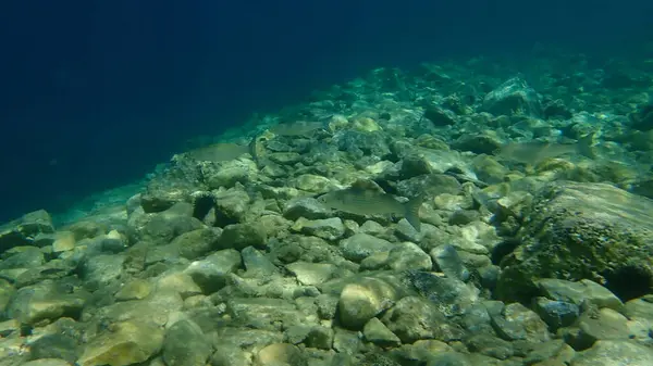 Flathead Grey Mullet Mugil Cephalus Morze Egejskie Grecja Przylądek Sounio — Zdjęcie stockowe