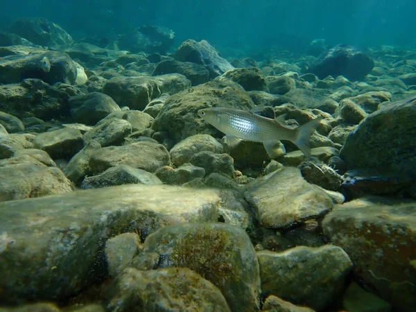 Жирний Сірий Муллет Mugil Cephalus Егейське Море Греція Мис Соніо — стокове фото