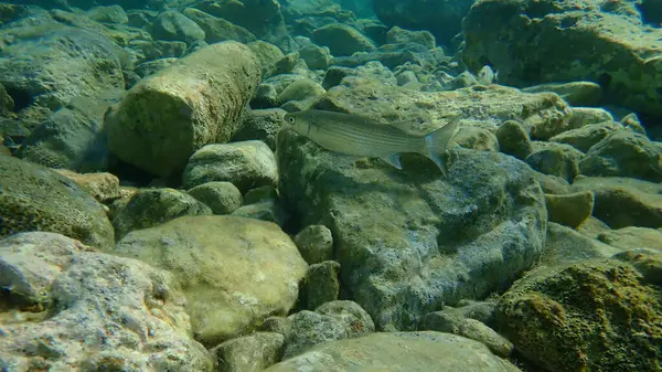 Mugil Cephalus Egejské Moře Řecko Cape Sounio — Stock fotografie