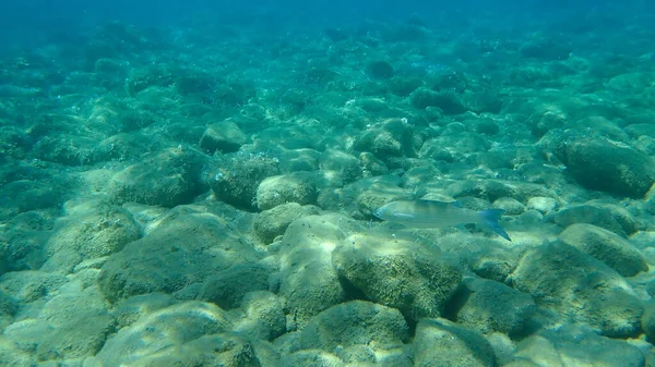 Salmonete Gris Cabeza Plana Mugil Cephalus Mar Egeo Grecia Halkidiki —  Fotos de Stock