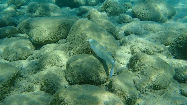 Flathead Grey Mullet Mugil Cephalus Morze Egejskie Grecja Halkidiki — Zdjęcie stockowe