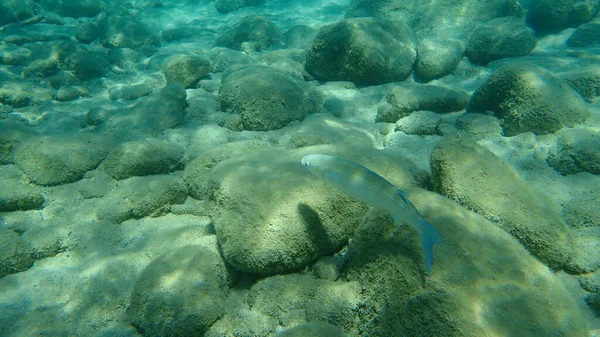 頭頂部灰色のボラ Mugil Cephalus エーゲ海 ギリシャ ハルキディキ — ストック写真