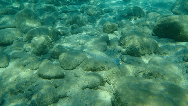 Die Flathead Meeräsche Mugil Cephalus Ägäis Griechenland Chalkidiki — Stockfoto