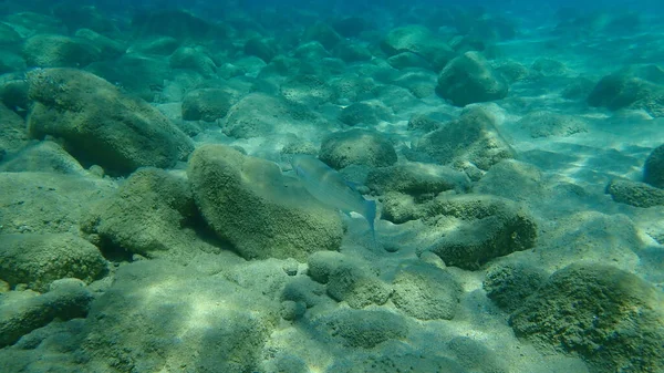 Flathead Grey Mullet Mugil Cephalus Morze Egejskie Grecja Halkidiki — Zdjęcie stockowe