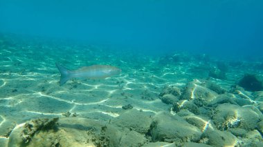 Düz başlı gri kefal (Mugil cephalus), Ege Denizi, Yunanistan, Halkidiki