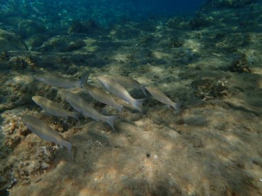 Düz başlı gri kefal (Mugil cephalus), Ege Denizi, Yunanistan, Halkidiki