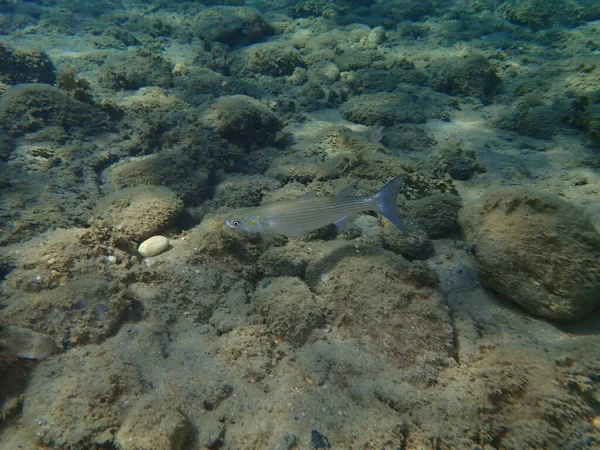 Grå Mulle Mugil Cephalus Egeiska Havet Grekland Halkidiki — Stockfoto