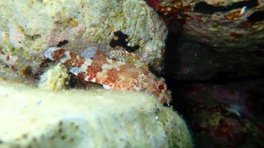 Madeira kaya balığı (Scorpaena maderensis) deniz altı, Ege Denizi, Yunanistan, Cape Sounio