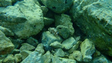 Madeira kaya balığı (Scorpaena maderensis) deniz altı, Ege Denizi, Yunanistan, Cape Sounio