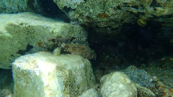 Madeira Rockfish Scorpaena Maderensis Undersea Aegean Sea Greece Cape Sounio — 스톡 사진