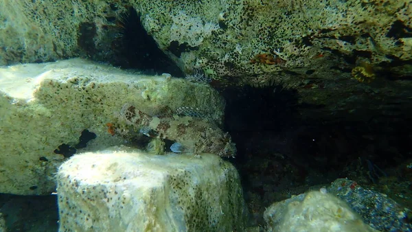 Madeira Rockfish Scorpaena Maderensis Undersea Aegean Sea Greece Cape Sounio — 图库照片