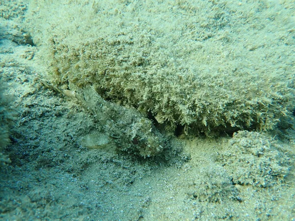 Peixe Escorpião Preto Scorpaena Porcus Submarino Mar Egeu Grécia Halkidiki — Fotografia de Stock