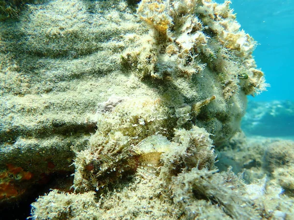 Peixe Escorpião Preto Scorpaena Porcus Submarino Mar Egeu Grécia Halkidiki — Fotografia de Stock