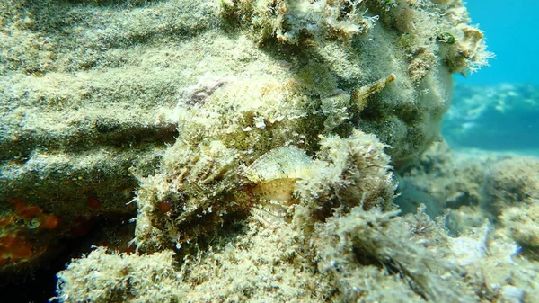 Peixe Escorpião Preto Scorpaena Porcus Submarino Mar Egeu Grécia Halkidiki — Fotografia de Stock