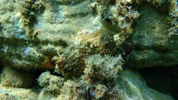 Scorpionfish Hitam Scorpaena Porcus Undersea Aegea Sea Greece Halkidiki — Stok Foto