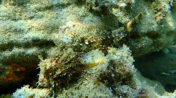 Peixe Escorpião Preto Scorpaena Porcus Submarino Mar Egeu Grécia Halkidiki — Fotografia de Stock